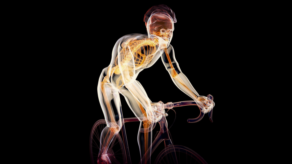What muscles does cycling mostly work? the whole body muscle are work during mountain biking 