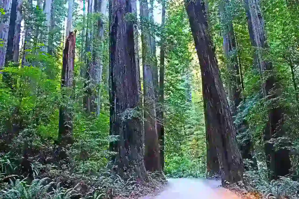 Discovering Henry Cowell Redwoods
