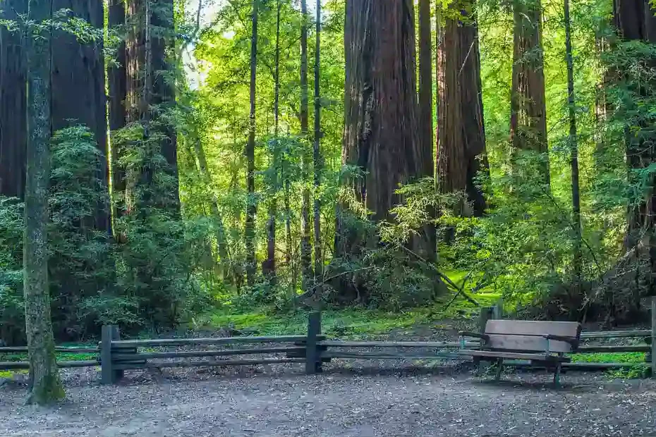 Santa Cruz Mountains, Redwoods,Are redwoods near Santa Cruz